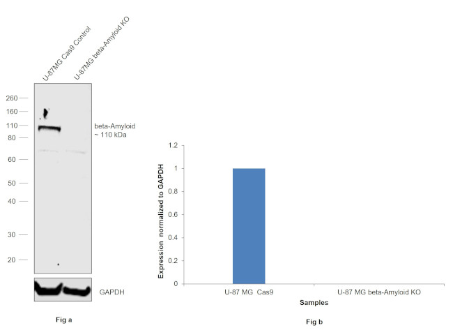 beta Amyloid (N-terminal) Antibody in Western Blot (WB)