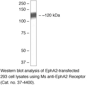 EphA2 Antibody in Western Blot (WB)