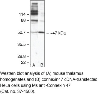 Connexin 47 Antibody in Western Blot (WB)