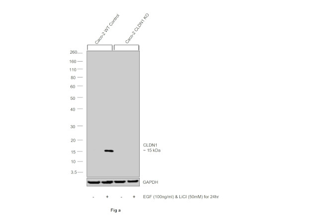 Claudin 1 Antibody in Western Blot (WB)