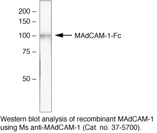 MAdCAM1 (soluble) Antibody in Western Blot (WB)