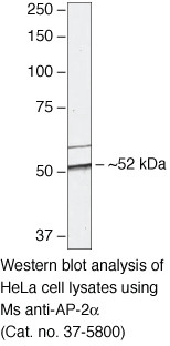 AP2 alpha Antibody in Western Blot (WB)