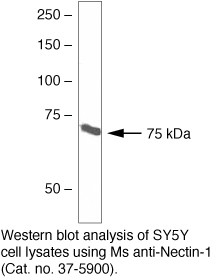 Nectin 1 Antibody in Western Blot (WB)