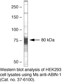 TNIP1 Antibody in Western Blot (WB)