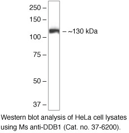 DDB1 Antibody in Western Blot (WB)