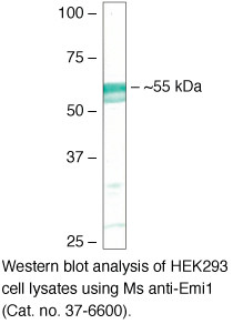 FBXO5 Antibody in Western Blot (WB)