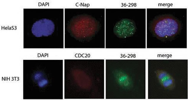 PLK1 Antibody in Immunocytochemistry (ICC/IF)