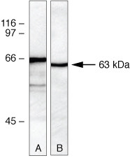 PLK1 Antibody in Western Blot (WB)