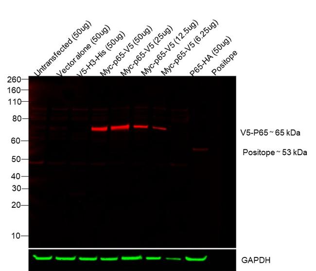 V5 Tag Antibody in Western Blot (WB)