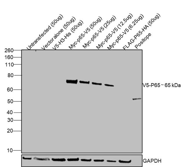 V5 Tag Antibody in Western Blot (WB)