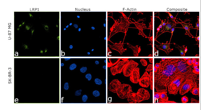 LRP1 Antibody in Immunocytochemistry (ICC/IF)