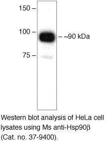 HSP90 beta Antibody in Western Blot (WB)