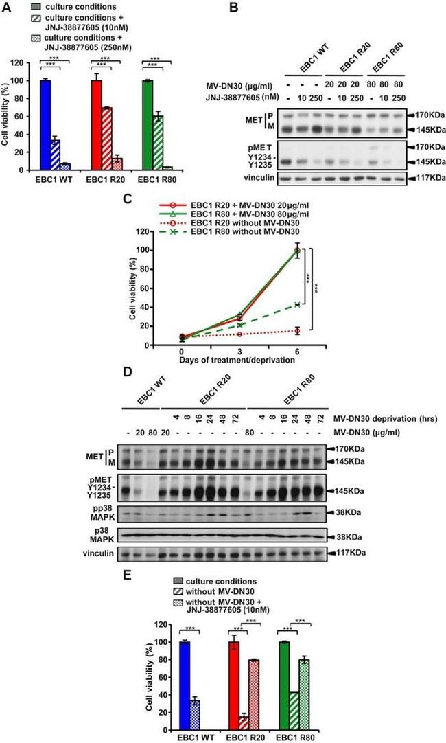 c-Met Antibody in Western Blot (WB)