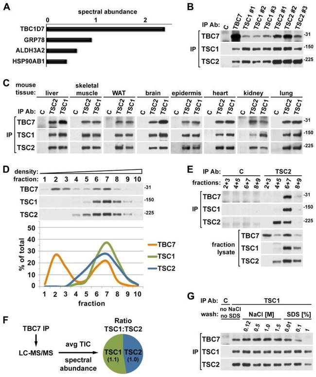 TSC1 Antibody in Western Blot, Immunoprecipitation (WB, IP)