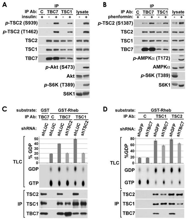 TSC1 Antibody in Immunoprecipitation (IP)