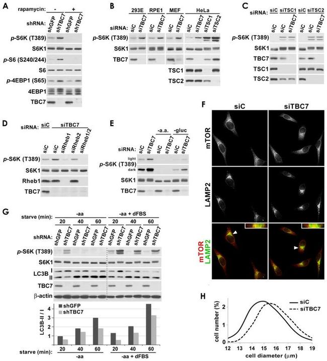 TSC1 Antibody in Western Blot (WB)