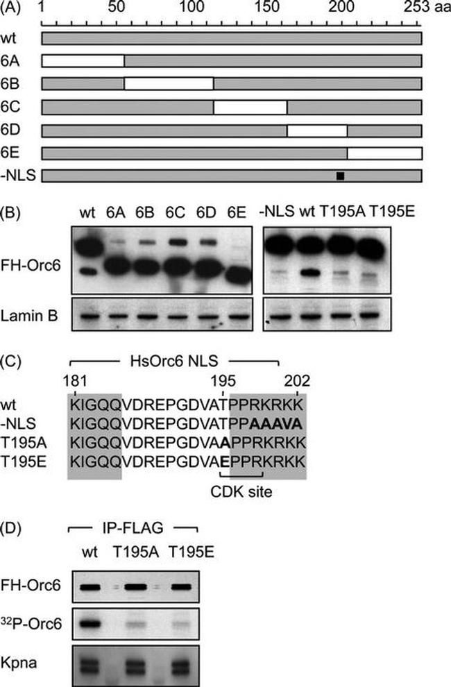 KPNA1 Antibody in Western Blot (WB)