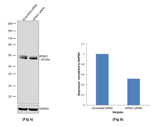 KPNA1 Antibody in Western Blot (WB)