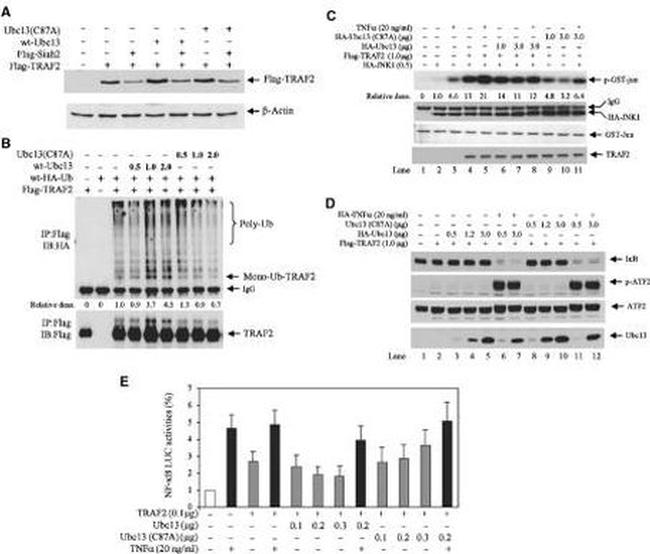 UBC13 Antibody in Western Blot (WB)