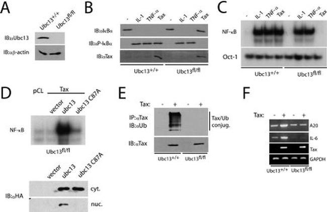 UBC13 Antibody in Western Blot (WB)