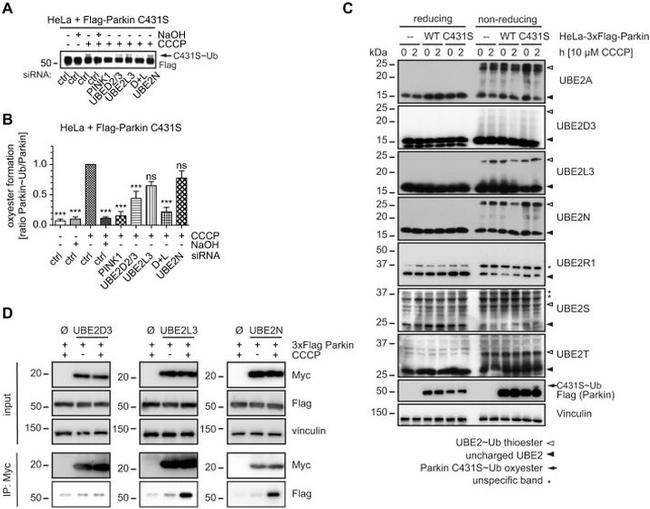 UBC13 Antibody in Western Blot (WB)