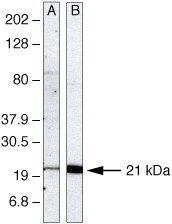 UBC13 Antibody in Western Blot (WB)