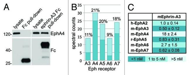 EphA4 Antibody in Western Blot (WB)