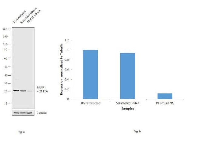 PEBP1 Antibody