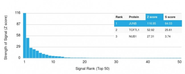 JunB/Transcription Factor JunB Antibody in Peptide array (ARRAY)