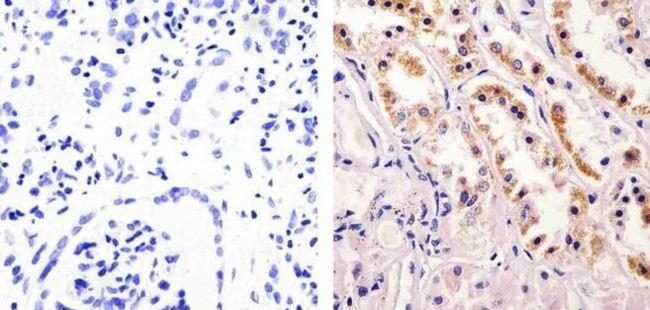 nNOS Antibody in Immunohistochemistry (Paraffin) (IHC (P))