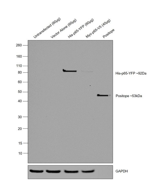 6x-His Tag Antibody in Western Blot (WB)