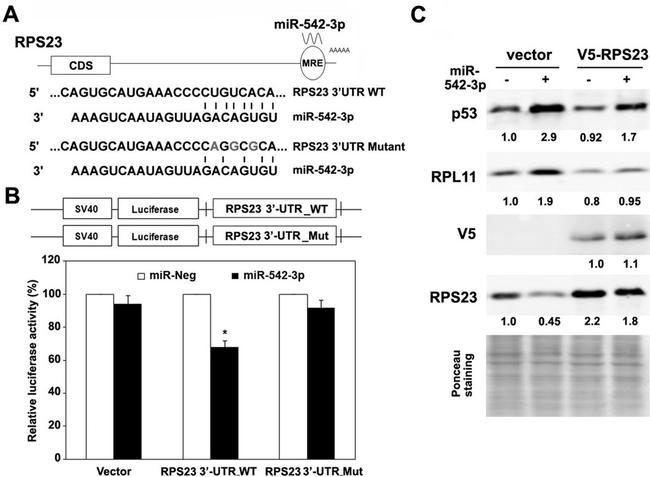 RPL11 Antibody in Western Blot (WB)