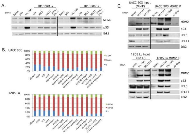 RPL11 Antibody in Western Blot (WB)