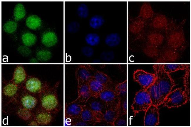 RPL11 Antibody