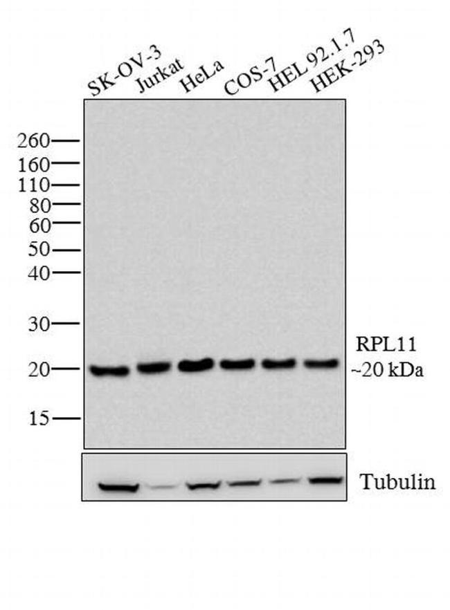 RPL11 Antibody in Western Blot (WB)