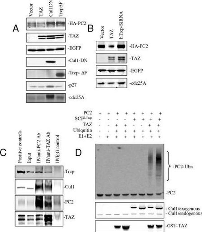 BTRC Antibody in Western Blot (WB)