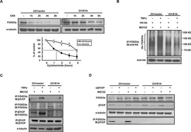 BTRC Antibody in Western Blot (WB)