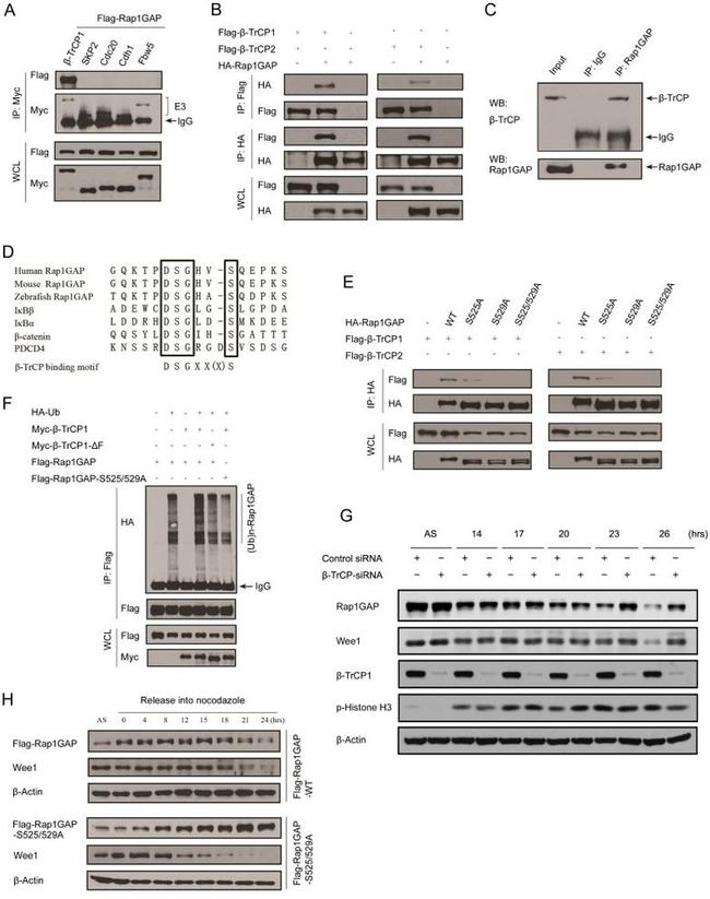 BTRC Antibody in Western Blot (WB)