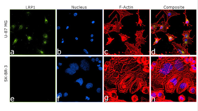 LRP1 Antibody in Immunocytochemistry (ICC/IF)