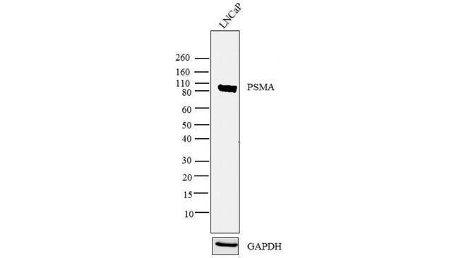 PSMA Antibody in Western Blot (WB)