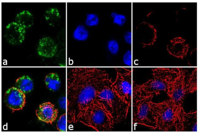 EphA2 Antibody in Immunocytochemistry (ICC/IF)