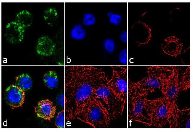 EphA2 Antibody