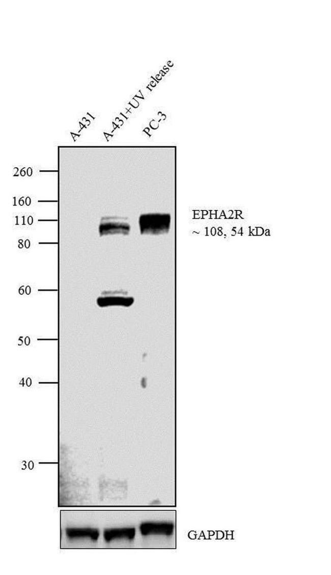 EphA2 Antibody in Western Blot (WB)