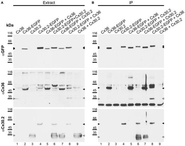Connexin 36 Antibody in Western Blot, Immunoprecipitation (WB, IP)