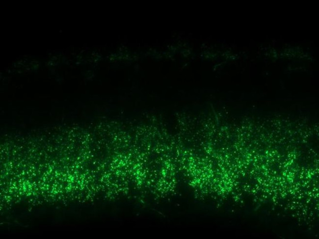 Connexin 36 Antibody in Immunohistochemistry (IHC)