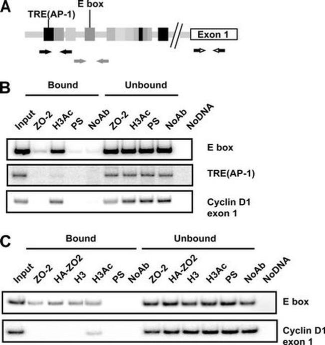 ZO-2 Antibody in Immunoprecipitation, ChIP Assay (IP, ChIP)