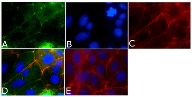 ZO-2 Antibody in Immunocytochemistry (ICC/IF)