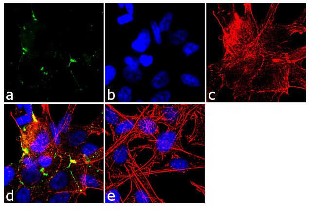 Claudin 7 Antibody in Immunocytochemistry (ICC/IF)