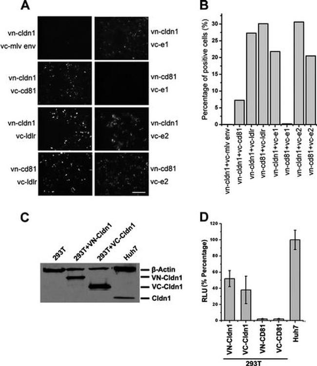 Claudin 1 Antibody in Western Blot (WB)