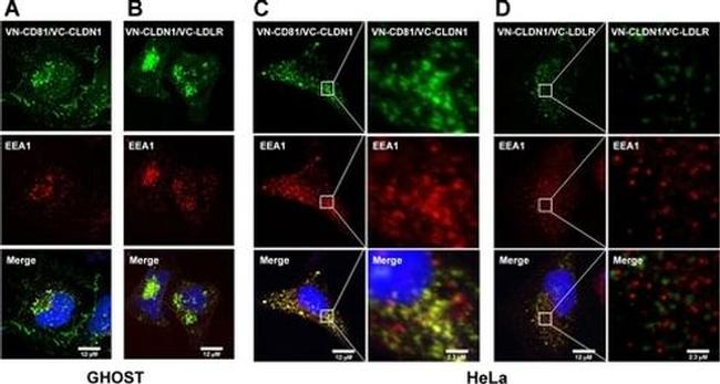 Claudin 1 Antibody in Immunocytochemistry (ICC/IF)